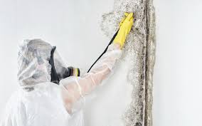 Best Real Estate Mold Inspection  in Central City, IL